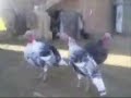 CoK Komik Kurdce