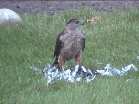jdldtw - peregrine falcon eating a pigeon on my front lawn.