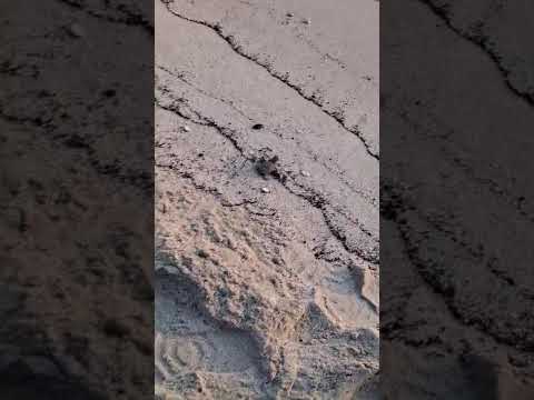 Nascita delle tartarughe marine, Sant'Andrea