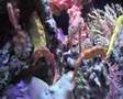 Hippocampus erectus
