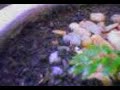 Bonsai