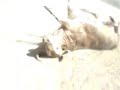 toro abceso