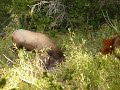 6x6 bull at Wallow
