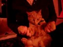 Dancing Cat