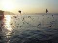 �MER K�RO�LU VE SARI NIN SES�YLE YA�LI ��FT�N A�KI   