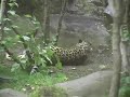 Amur Leopard Introduction