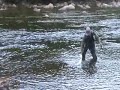 Dry Fly Fishing Atlantic salmon in Newfoundland
