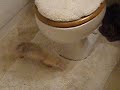 My ferrets