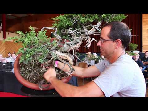 Juniper Bonsai demo by David Benavente