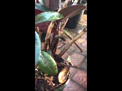 how to plant rubber tree