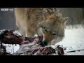 A Vida Secreta dos Cachorros | The Secret Life of the Dog
