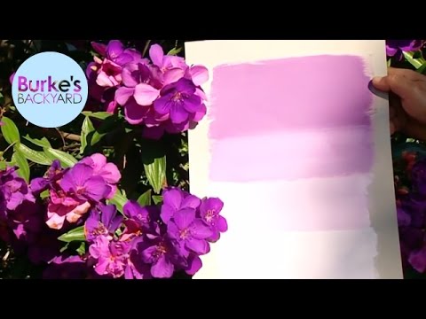 how to transplant gymea lily
