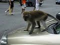 Monkeys in Bukit Timah, Singapore