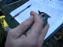 tufted titmouse
