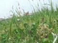Click here to watch this video Norfolk Terrier 来とトロのこどもの日 2012