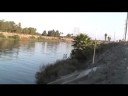 San Gabriel River Sea Lions
