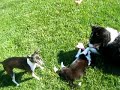 Italian Greyhound playing with a Border Collie pup
