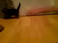 cute kitten cat eating funny mad