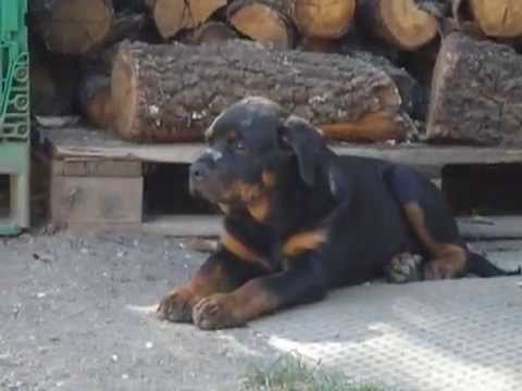 rottwailer