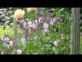 Sony HDR-CX105 Test 2 (HD 1080i Handycam)