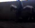 jumping 1m 10 jumping 1m 10