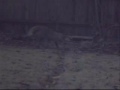 British Wildlife - Fox and Roe Deer