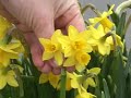 Daffodils