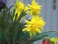 Daffodils