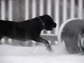 Ares in the snow