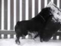 videos de Ares in the snow