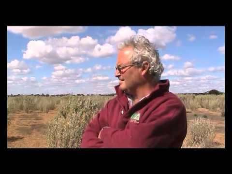 Block planting of saltbush