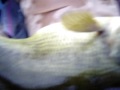 Lunker Largemouth
