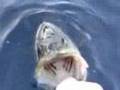 Lunker Largemouth