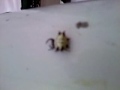 What Kind of Spider? Invasion of the Spiders 3