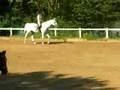fronhof 2007