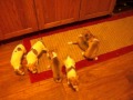 Rori x Cedrick Puppies - Born Jan 15, 2013 - YouTube