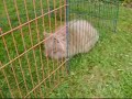 Nichi en Doetchie in de rennen