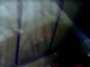 my iguanas eating