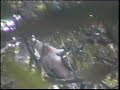 Tonkin Snub-nosed Monkey Video
