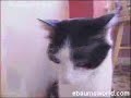 metal cat