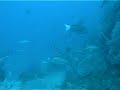 Clear water 30m depth Clear water 30m depth