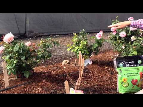 how to transplant tea roses