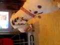 videos de Tia howling