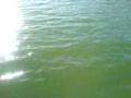 pesca de sabalo *1 pesca de sabalo *1