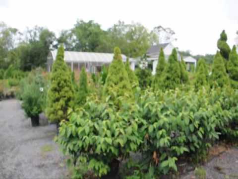 how to fertilize escallonia