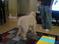 Golden Doodle doing dog tricks at 5 months
