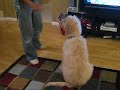 Golden Doodle doing dog tricks at 5 months