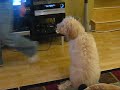 Golden Doodle doing dog tricks at 5 months