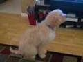 Golden Doodle doing dog tricks at 5 months