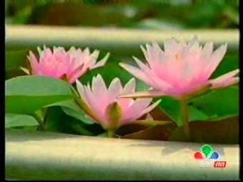 lily thai